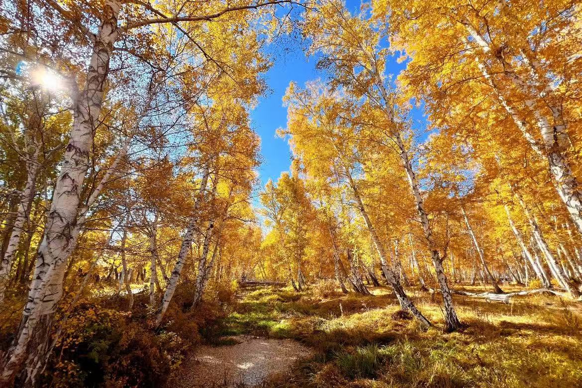 Birch Forest Scenic Area